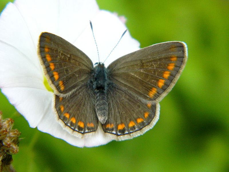 Polyommatus icarus:sesso?